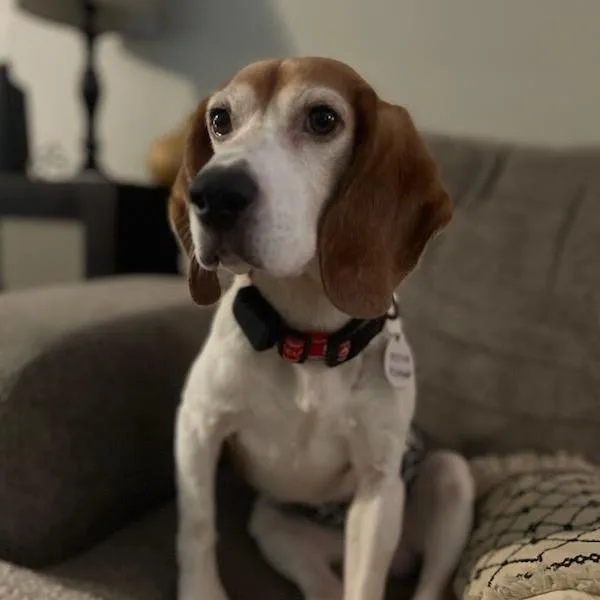 An adult small-sized male Brown / Chocolate Beagle dog named Rodger for adoption in Nowata, OK