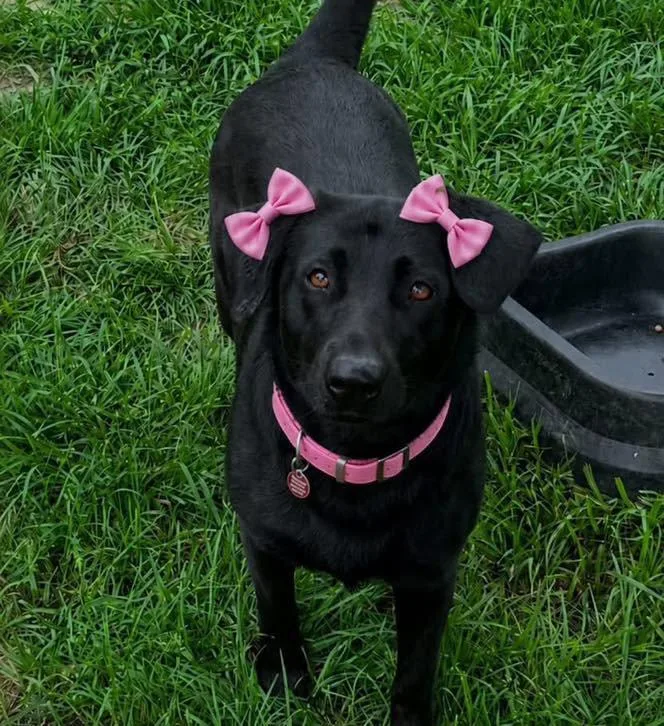 An adult large-sized female Labrador Retriever dog named Nancy for adoption in Grand Bay, AL
