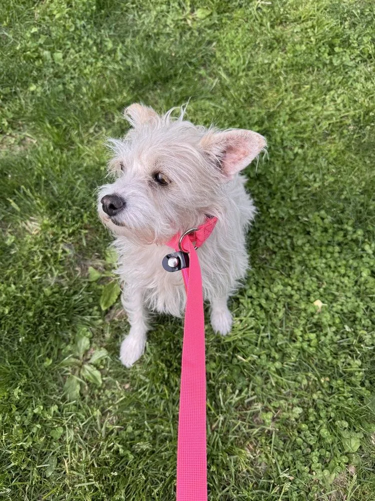 An adult small-sized female Mixed Breed dog named Tippy Tap for adoption in Waunakee, WI