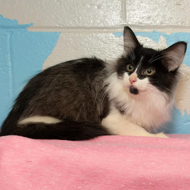 A baby medium-sized male Domestic Long Hair cat named Freedon for adoption in Troy, OH