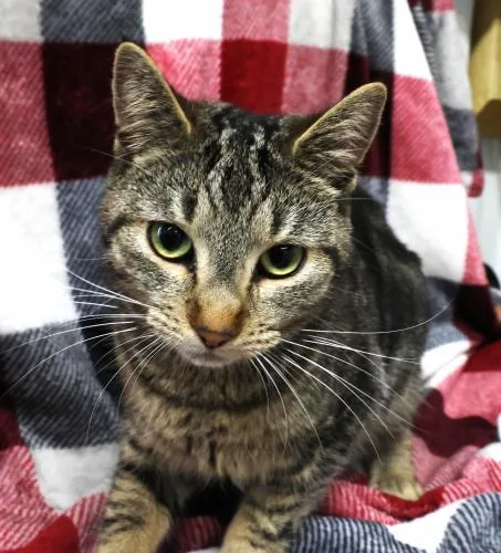 An adult medium-sized female Domestic Short Hair cat named Elia for adoption in Thief River Falls, MN