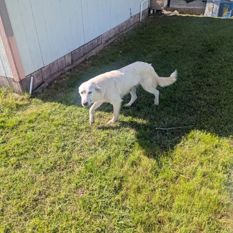 An adult large-sized female Mixed Breed dog named Nessarose for adoption in Pauls Valley, OK