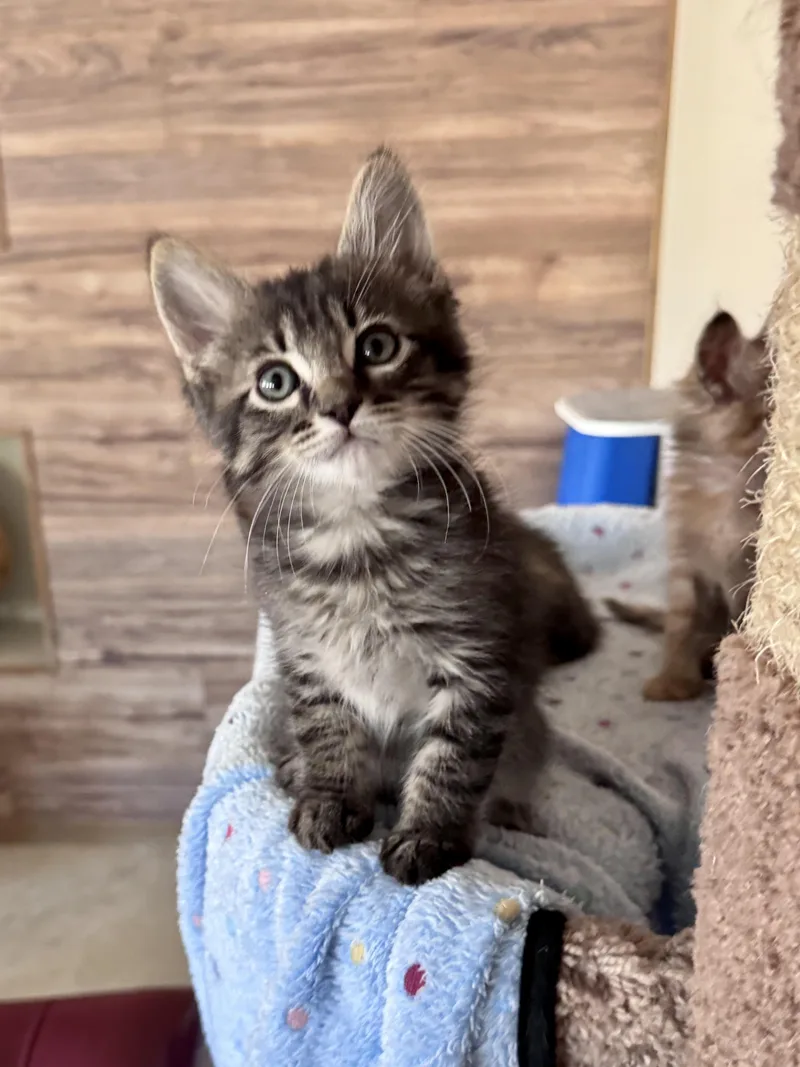 A young medium-sized male Tabby (Gray / Blue / Silver) Domestic Medium Hair cat named Viktor for adoption in Oracle, AZ