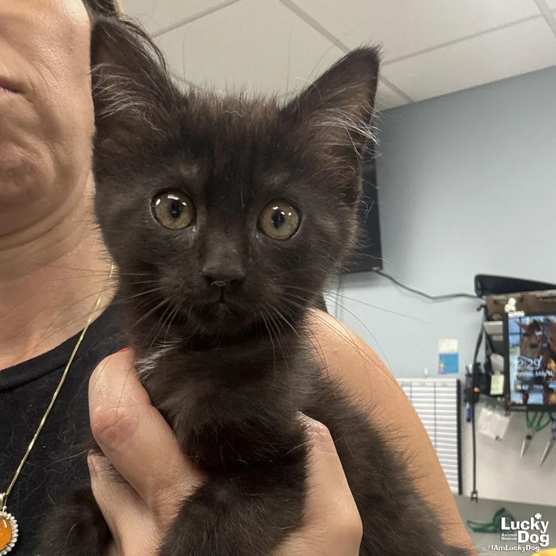 A baby medium-sized female Black Domestic Short Hair cat named Doodle for adoption in Washington, DC