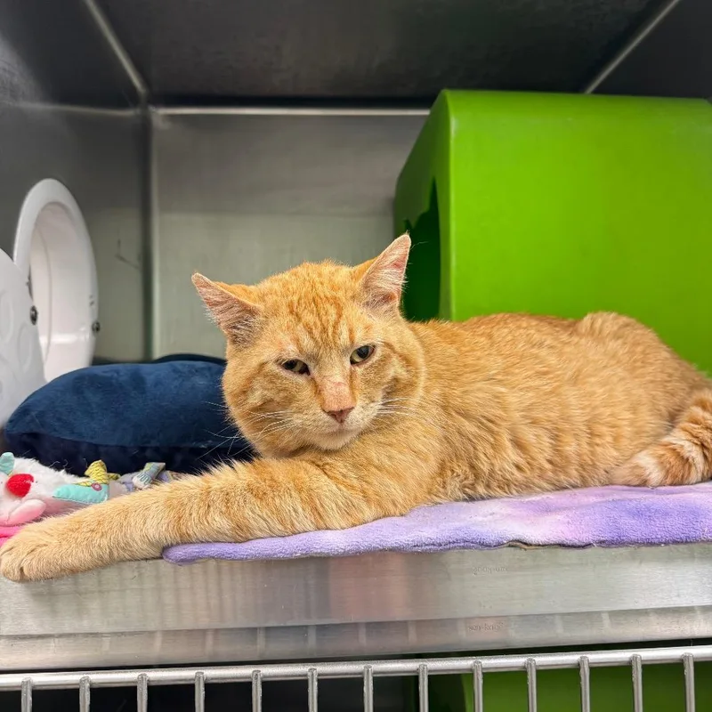 An adult large-sized male Orange / Red Domestic Short Hair cat named Cattius for adoption in Waukesha, WI