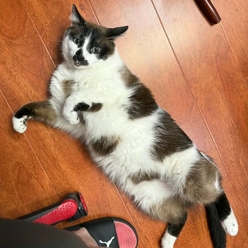 Bubu
