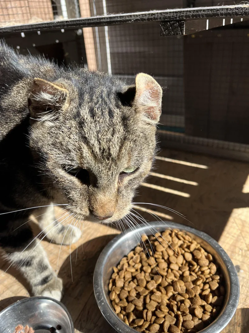 Rufus