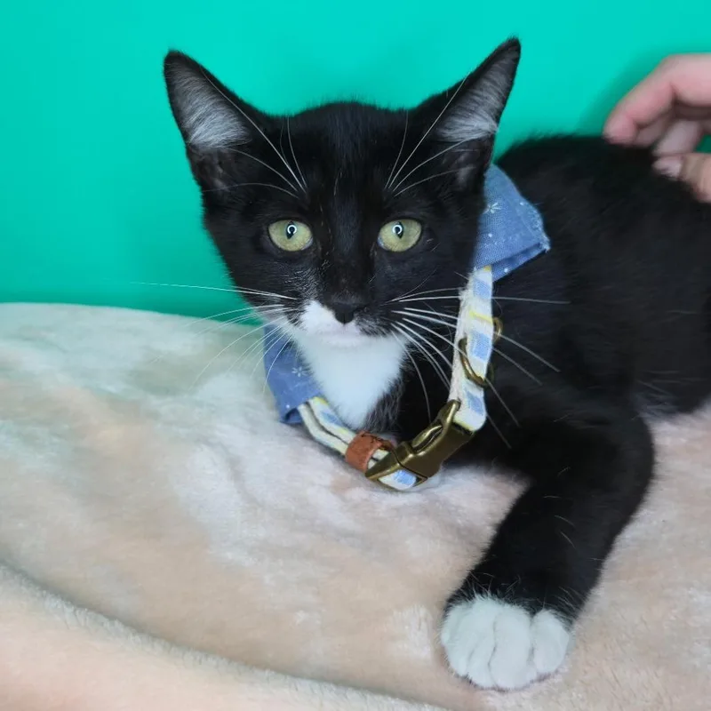 A baby small-sized male Black Domestic Short Hair cat named Binx for adoption in San Antonio, TX