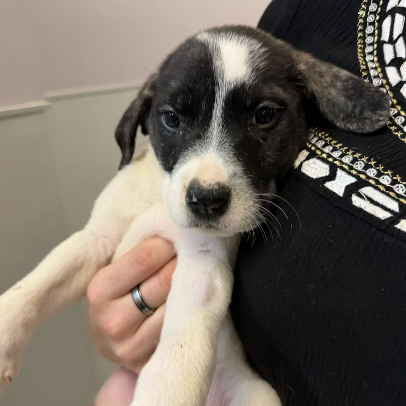 A baby medium-sized female Brindle Mixed Breed dog named Trixie for adoption in Cooperstown, NY