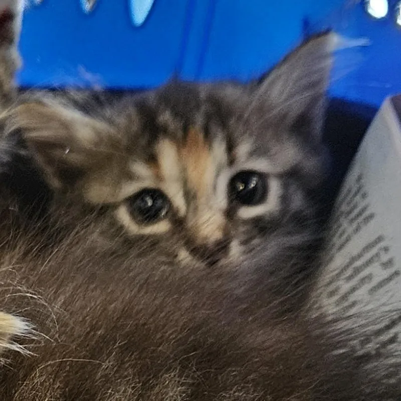 An adult medium-sized female Gray / Blue / Silver Domestic Medium Hair cat named Stormy for adoption in Montgomery, AL