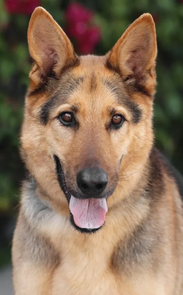 An adult large-sized male Black German Shepherd Dog dog named Yoda von Zossen for adoption in Los Angeles, CA