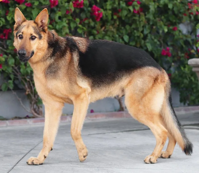 Yoda von Zossen thumbnail 5