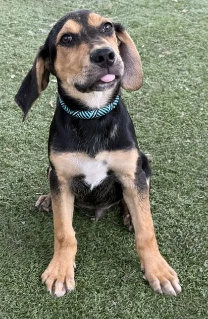 Ryder