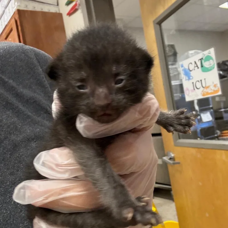 A baby small-sized female Black Domestic Short Hair cat named Kyza U for adoption in Tupelo, MS