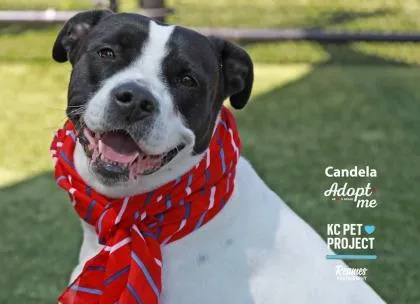 A senior large-sized female White / Cream Mixed Breed dog named Candela for adoption in Kansas City, MO