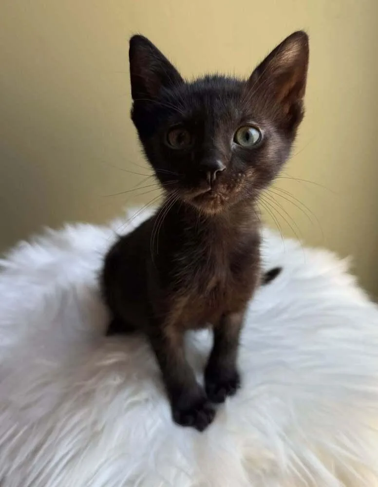 A baby small-sized male Black Domestic Short Hair cat named Sprinkles for adoption in tucson, AZ