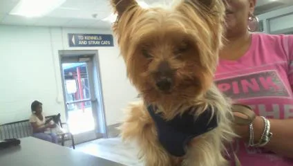 A senior small-sized male Yorkshire Terrier dog named Fendi for adoption in Charlotte, NC