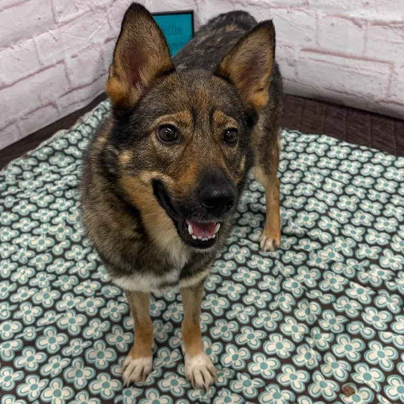 An adult medium-sized female Black Norwegian Elkhound dog named Bella for adoption in Metamora, MI