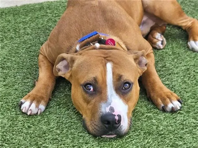 A young medium-sized male Pit Bull Terrier dog named Barkley for adoption in Saint Louis, MO