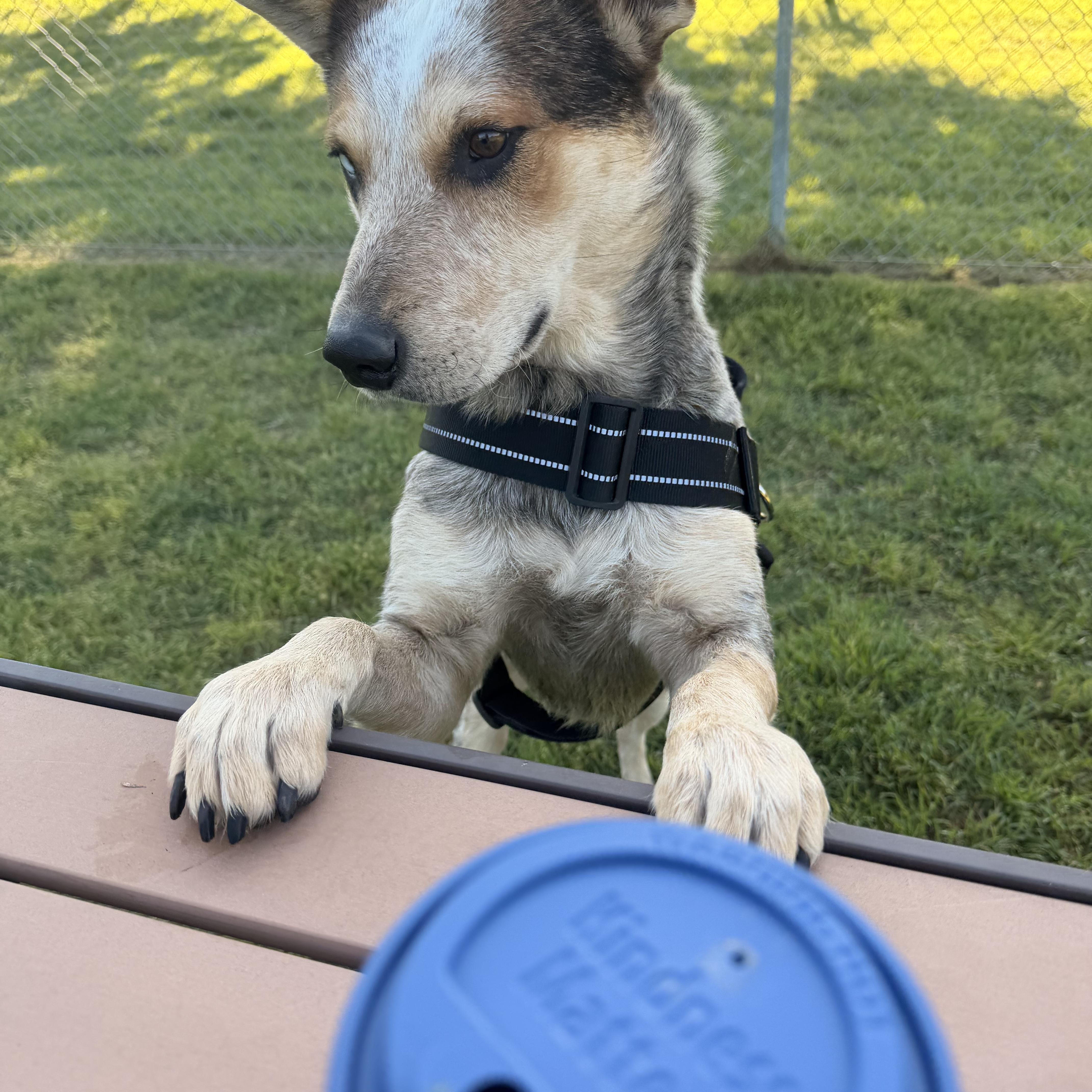 A young medium-sized male Australian Cattle Dog / Blue Heeler dog named Fargo for adoption in ALLEN, TX