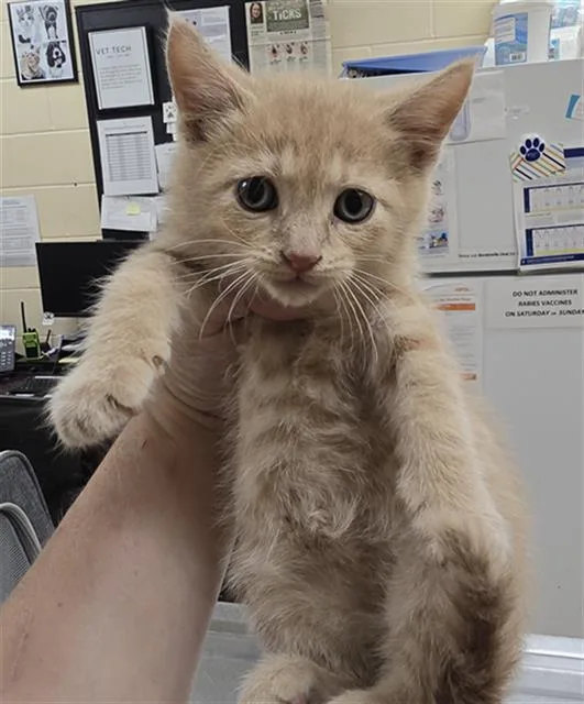 A baby small-sized male Domestic Short Hair cat named Hansel for adoption in Aliquippa, PA