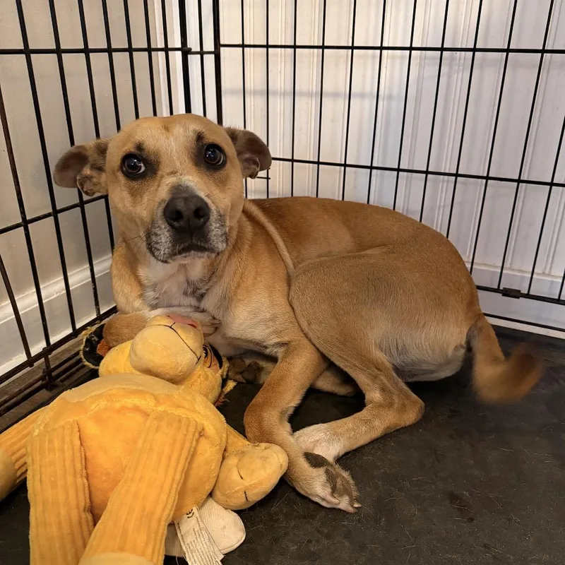 An adult medium-sized male Australian Kelpie dog named Goose for adoption in Aberdeen, NC