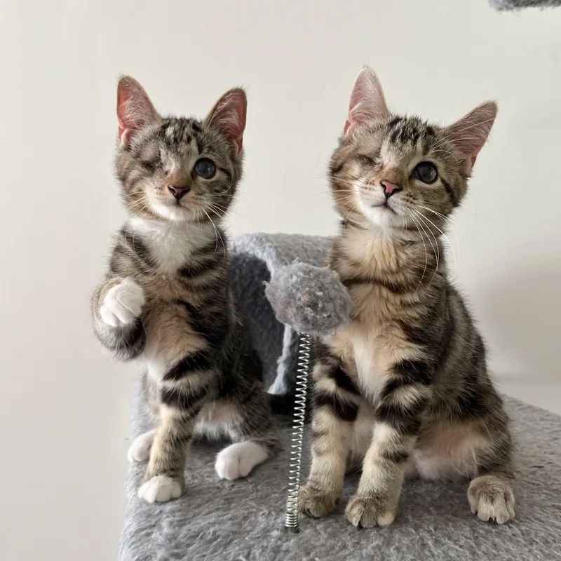 A baby small-sized male Tabby (Brown / Chocolate) Domestic Short Hair cat named Ollie & Ophelia for adoption in Alexandria, VA