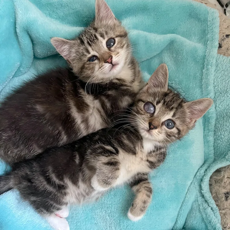 Ollie & Ophelia thumbnail 2
