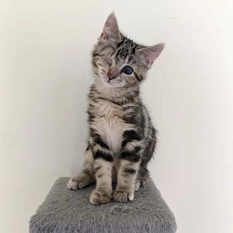 Ollie & Ophelia thumbnail 3