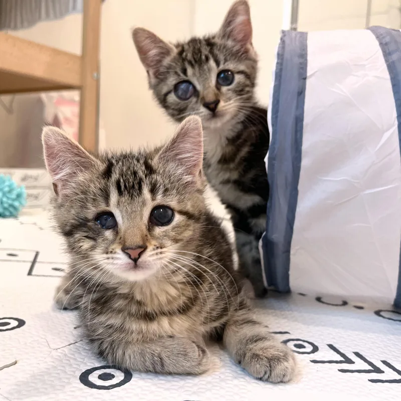 Ollie & Ophelia thumbnail 4