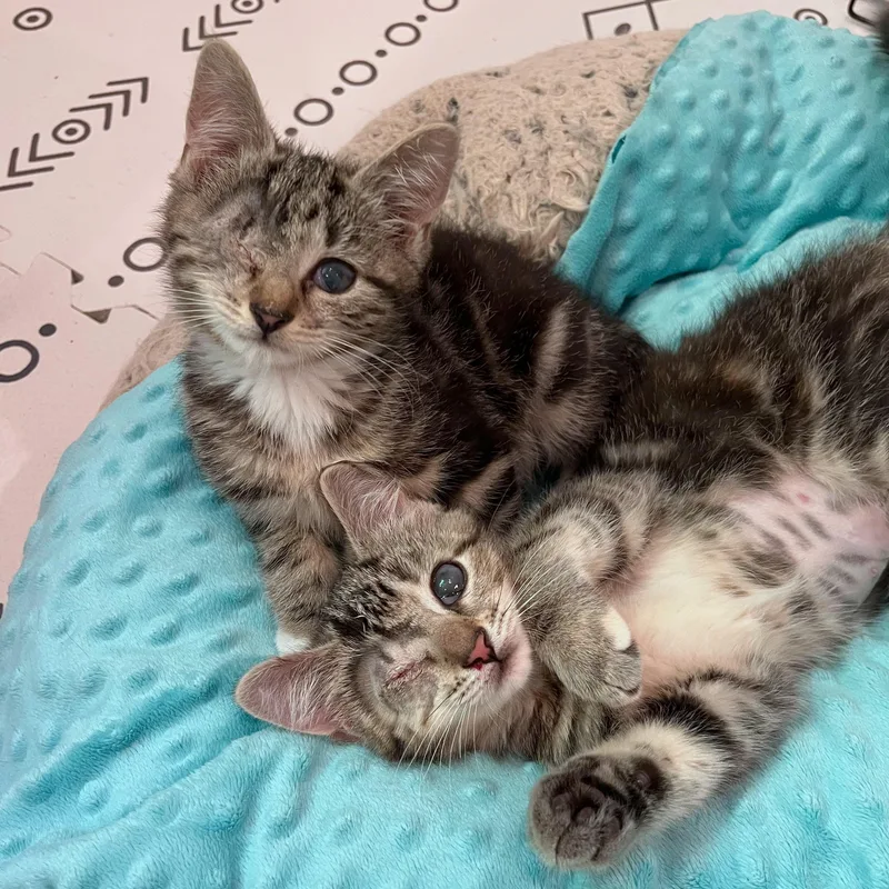 Ollie & Ophelia thumbnail 6