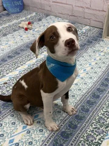 A baby small-sized male Mixed Breed dog named Dex Dingy for adoption in Westland, MI