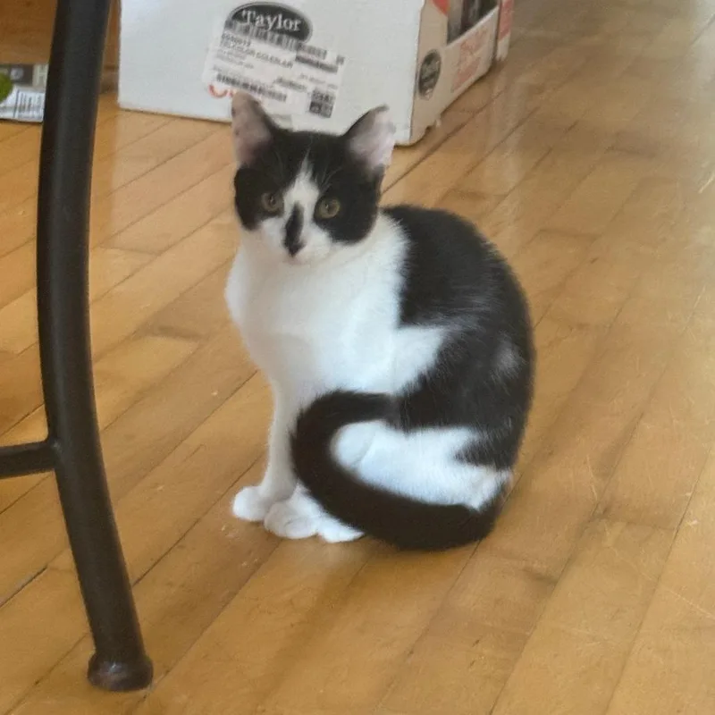 A baby small-sized female Domestic Short Hair cat named Theodosia for adoption in Minneapolis, MN