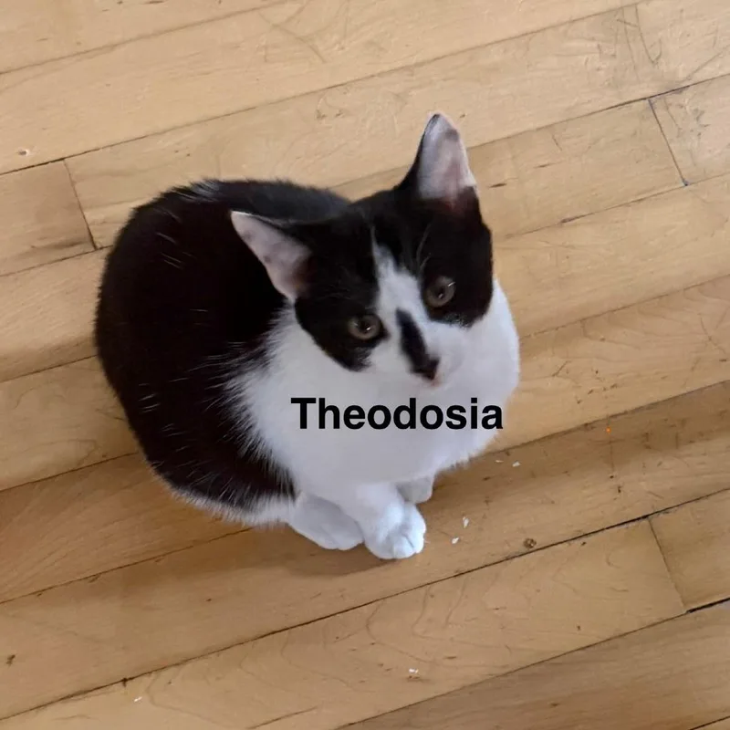 Theodosia thumbnail 2