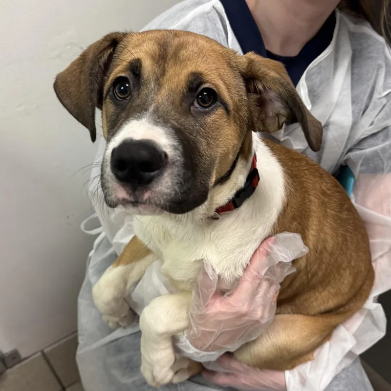 A baby medium-sized female Apricot / Beige Mixed Breed dog named Daisy Dash for adoption in Charleston, WV