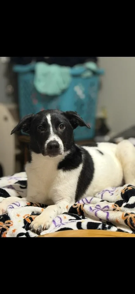 A baby medium-sized female Tricolor (Brown, Black, & White) Border Collie dog named Faye for adoption in Boston, MA
