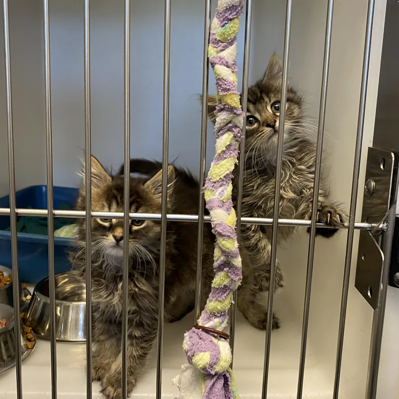 A baby small-sized male Tabby (Buff / Tan / Fawn) Domestic Medium Hair cat named Tom And Jerry for adoption in King George, VA