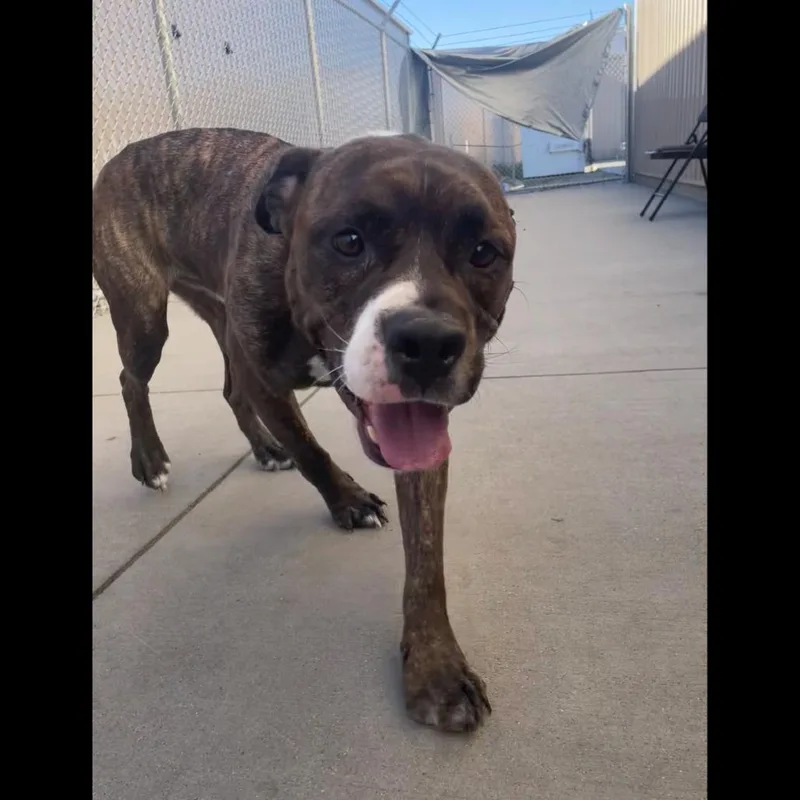 An adult large-sized male Brindle Pit Bull Terrier dog named Rocky for adoption in Bismarck, ND