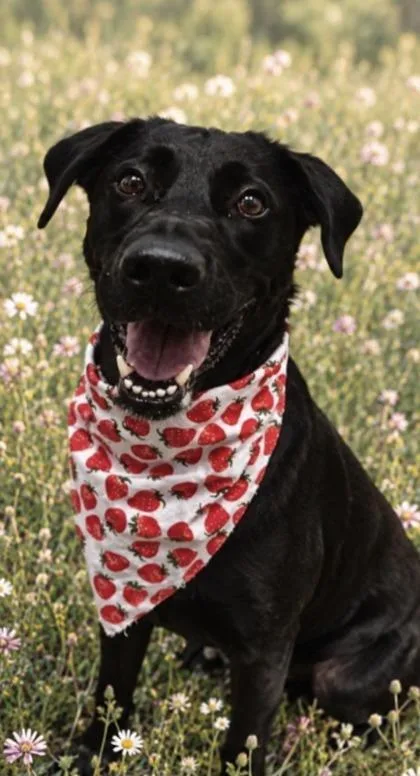 An adult medium-sized female Black Mixed Breed dog named Lulu for adoption in Hamilton, OH