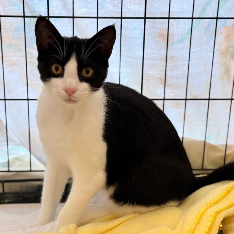 A young medium-sized female Domestic Short Hair cat named MooMoo for adoption in Cumming, GA