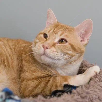 A young medium-sized male Domestic Short Hair cat named Blake for adoption in Verona, WI