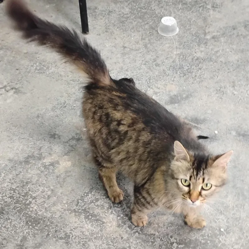 An adult small-sized female Domestic Long Hair cat named Shirley for adoption in Corydon, IN