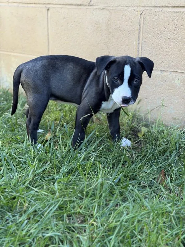 A baby small-sized female Pit Bull Terrier dog named Zara for adoption in Novato, CA