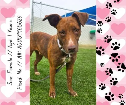 Mrs. Jumbo thumbnail 2