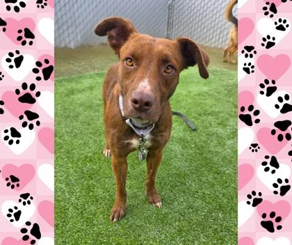 Mrs. Jumbo thumbnail 3