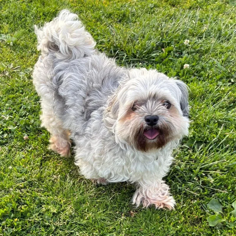 A senior small-sized male Apricot / Beige Shih Tzu dog named Garth for adoption in Quakertown, PA