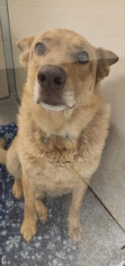 A senior large-sized male German Shepherd Dog dog named Steel for adoption in Bellevue, WA