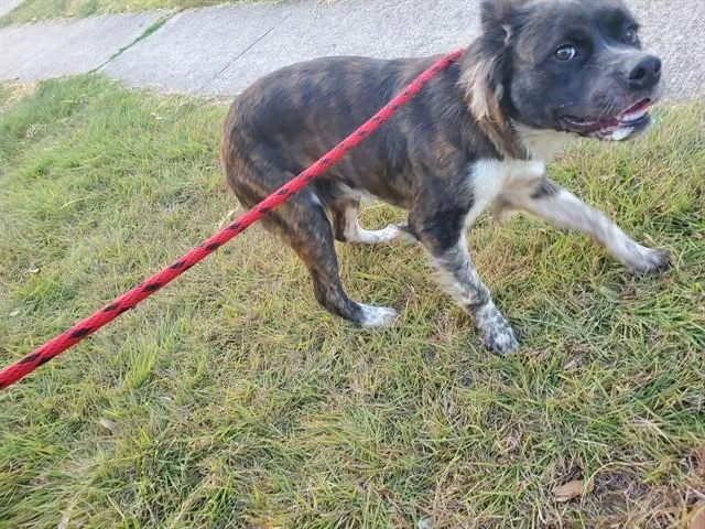A young large-sized female Australian Cattle Dog / Blue Heeler dog named Nala for adoption in Garland, TX