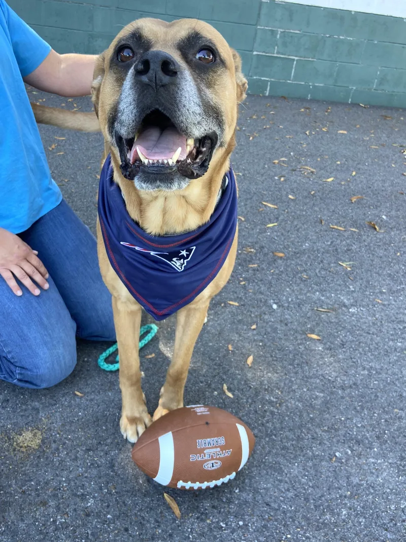 An adult large-sized male Boxer dog named Franklin for adoption in Andover, MA