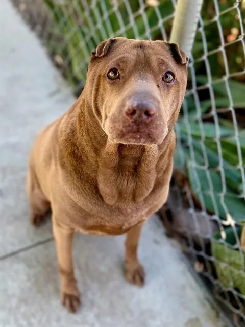 An adult medium-sized female Shar-Pei dog named Kahlua for adoption in Agoura, CA